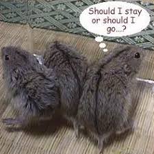 [Bild: Lemming%27s.jpg]